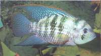 Akara Błękitna