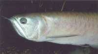 Arowana
