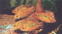 Brzanka Brokatowa