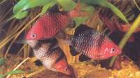 Brzanka Purpurowa