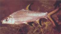 Brzanka Rekinia