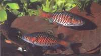 Brzanka Rubinowa