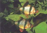 Brzanka Sumatrzańska