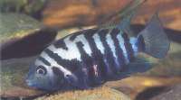 Pielęgnica Zebra