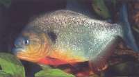 Pirania Czerwonoogonowa