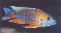 Pyszcak Freiberga