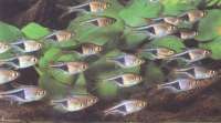 Razbora Klinowa